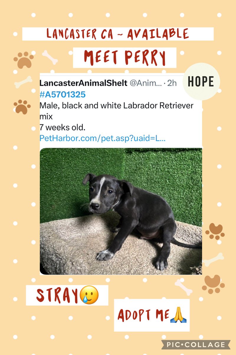SarahjaneGille1's tweet photo. Meet PERRY @AnimaLancaster #A5701325 just a #PUPPY 7wks ‘stray’ also a black dog so let’s help Perry get #adopted now! No place for a puppy 😞 #labradorsandfriends #dlrraz #save me #adopt me #REPOST it is vital for #attention 355 #views 49 #reposts 👻 ‼️ https://t.co/Q3gliZmmUY