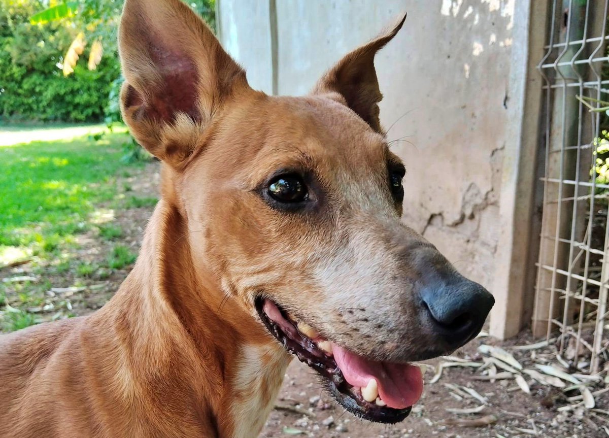 SosAbuelos1's tweet image. #Sevilla
Contacto: contacto@megacan.org

Este chiquitín de 11 añitos es #TINO. Fue abandonado en la perrera por su “dueña” con diez años, emocionalmente destrozado (en la prote tuvieron que tratarle con ansiolíticos) cuando le rescataron.

Con el tiempo, el cariño y los cuidados,