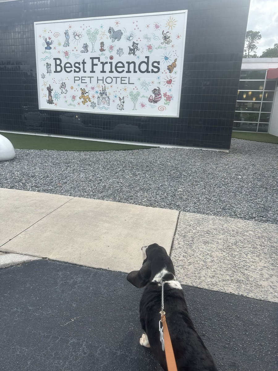 Hey Guys I’m here!!! #beloitbasset #waltdisneyworld #littlelegsonthego