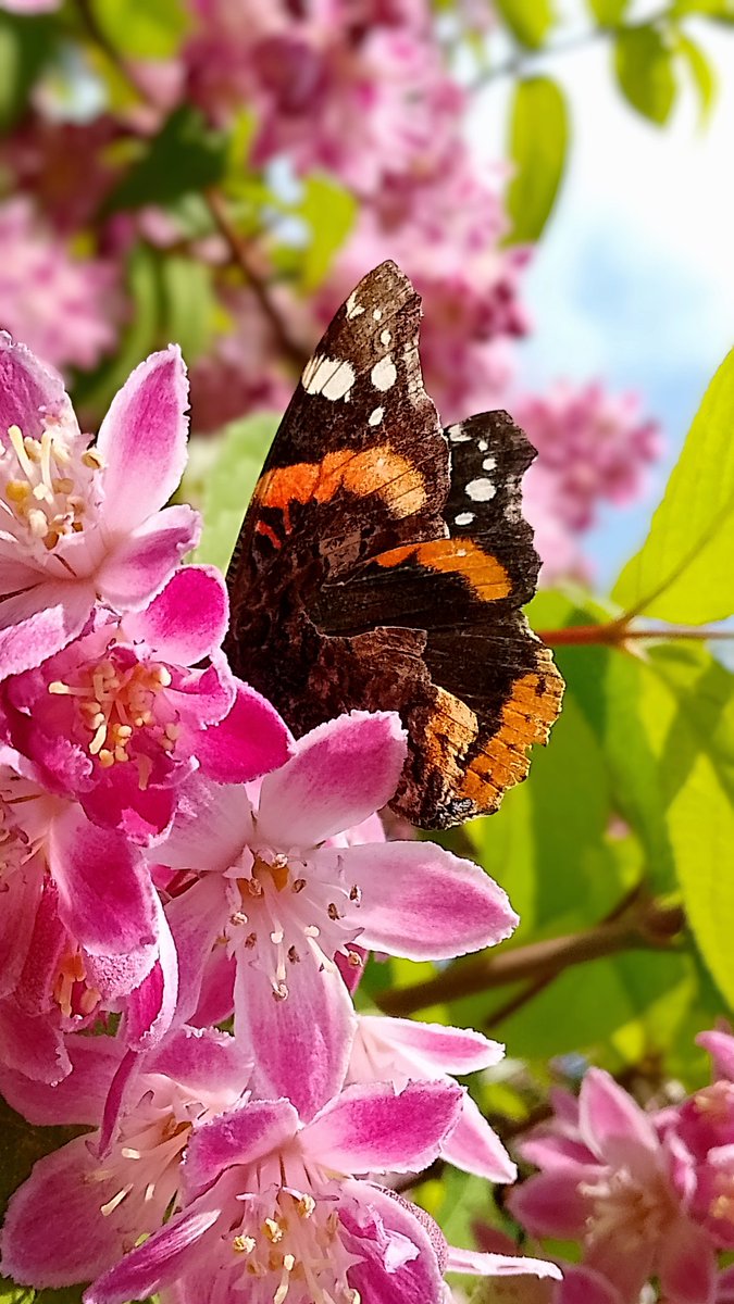Sarah L (@s4r4h_l) on Twitter photo It's a #butterfly day! π€©πππ¦ Such pretty blossom in the gardens at work, I was just snapping away when one of five red admirals came down to admire them too. Great timing. <a href="/savebutterflies/">Butterfly Conservation π¦</a> <a href="/BC_Lancs/">Lancs Butterfly Conservation</a> #vitaminN #joy #butterflies It's a #butterfly day! π€©πππ¦ Such pretty blossom in the gardens at work, I was just snapping away when one of five red admirals came down to admire them too. Great timing. <a href="/savebutterflies/">Butterfly Conservation π¦</a> <a href="/BC_Lancs/">Lancs Butterfly Conservation</a> #vitaminN #joy #butterflies