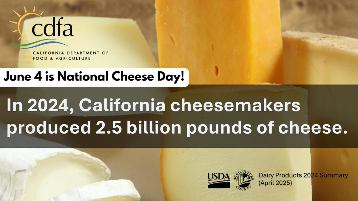CDFAnews's tweet photo. 🧀 June 4 is National Cheese Day!
In 2024, California cheesemakers produced 2.5 million pounds of cheese, powered by milk from California -- the nation’s #1 dairy state. 🐄🥛
#NationalCheeseDay #CAGrown #CADairy #CalAg https://t.co/axkOSFrNjW