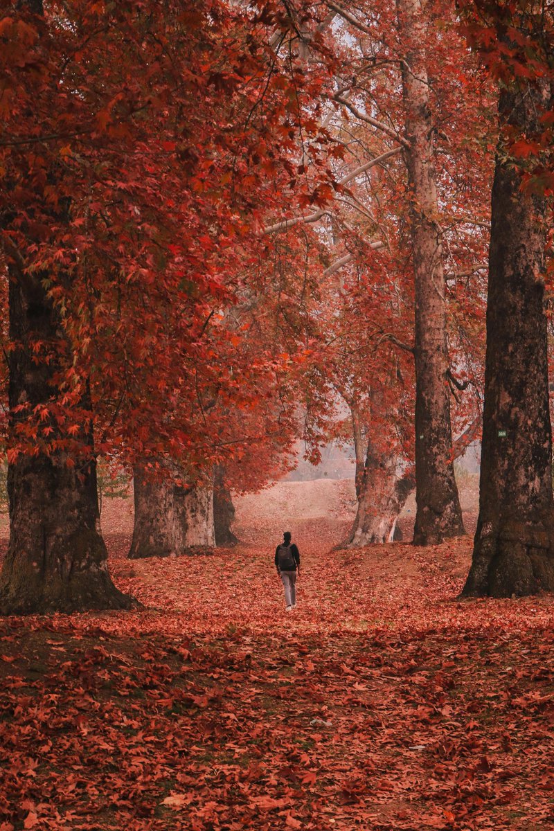 diyatravelblogs's tweet photo. Autumn in Kashmir, India
Credit: @wonceptual
#autumn #Kashmir #Srinagar #incredibleindia #dekhoapnadesh #visitindia #tourismgoi #India #travelblogger