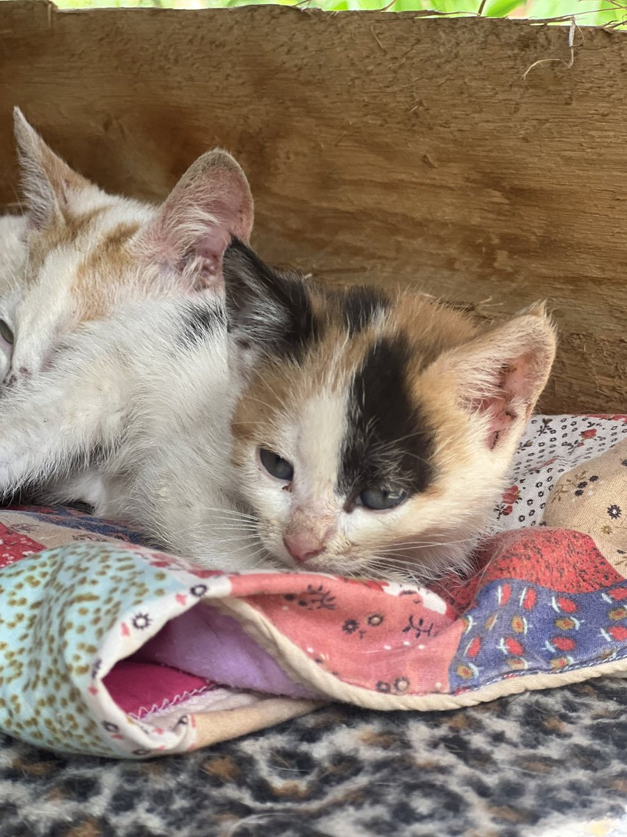 Quick Stray Rescue (@quickstryrescue) on Twitter photo 