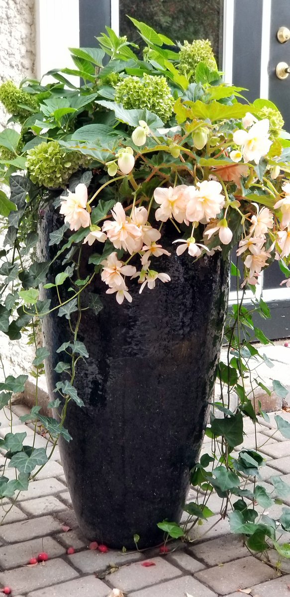 June in the garden: This month's Winnipeg Gardener newsletter includes tips on fertilizing, peonies, shade plants, mulch, &amp; much more:
winnipegfreepress.com/briefings/june…

#newsletter #gardening #gardendesign #plants #gardeningtips #solutions