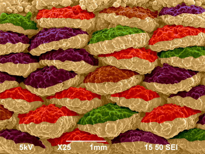 And the May Image Contest Winner is... "Foamonut" by Nariman Rajabifar! Captured at UMass Lowell, this SEM image shows the surface of a 3D printed foam, resembling stacks of donuts🍩 
 
jeolusa.com/NEWS-EVENTS/JE…

#JEOLUSA #Microscopy #Micrograph #SEM