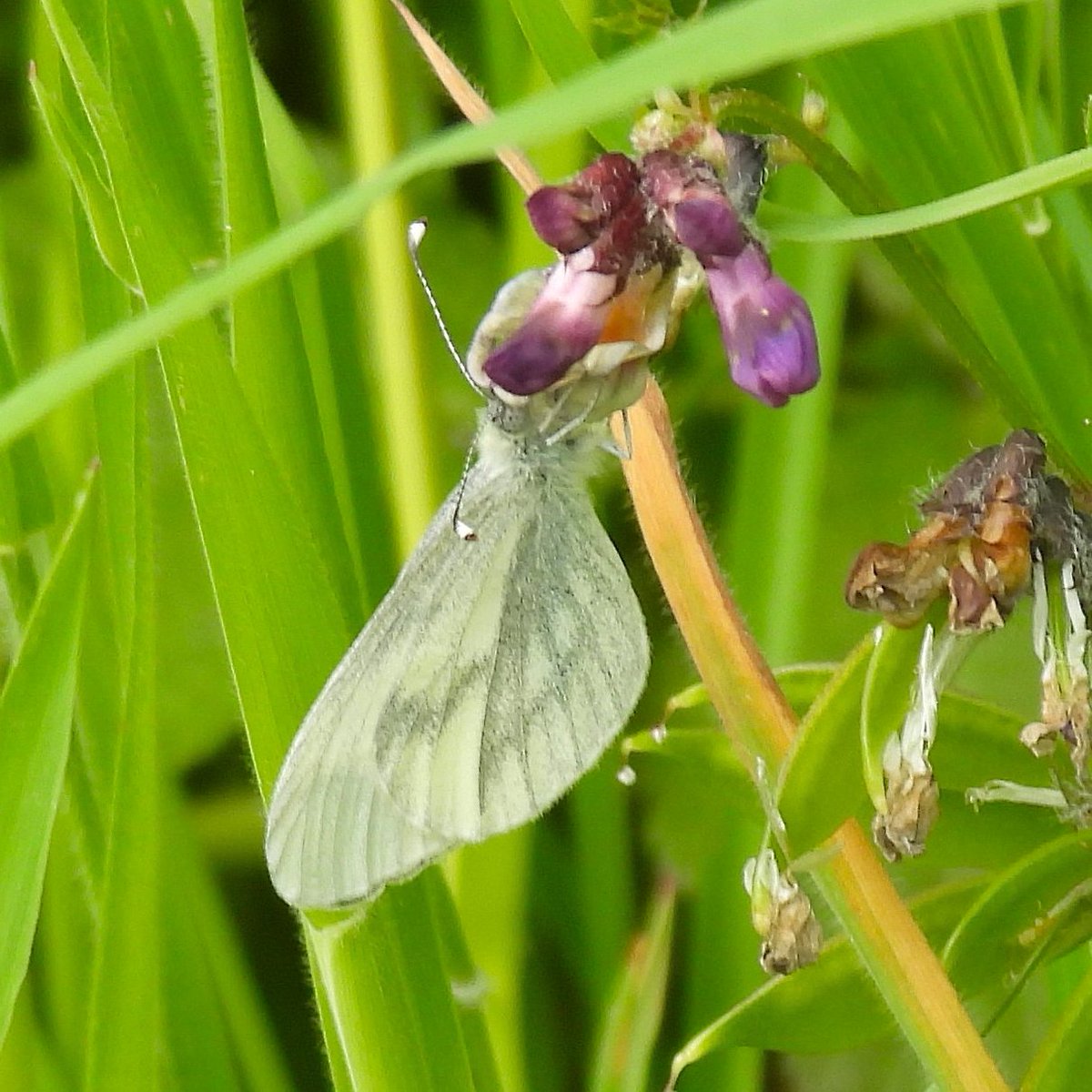 Apatura Ilia (@apaturailia15) on Twitter photo Such a pleasure to see two enchanting butterflies, Heath Fritillary and Wood White, last weekend <a href="/savebutterflies/">Butterfly Conservation š¦</a> in Pound Wood, Essex and Salcey Forest, Northants respectively <a href="/BedsNthantsBC/">Beds and Northants BC</a> <a href="/EssexWildlife/">Essex Wildlife Trust</a> <a href="/KissimmeeWild/">Kissimmee Wildlife</a> <a href="/Britnatureguide/">The British Nature Guide</a> Such a pleasure to see two enchanting butterflies, Heath Fritillary and Wood White, last weekend <a href="/savebutterflies/">Butterfly Conservation š¦</a> in Pound Wood, Essex and Salcey Forest, Northants respectively <a href="/BedsNthantsBC/">Beds and Northants BC</a> <a href="/EssexWildlife/">Essex Wildlife Trust</a> <a href="/KissimmeeWild/">Kissimmee Wildlife</a> <a href="/Britnatureguide/">The British Nature Guide</a>