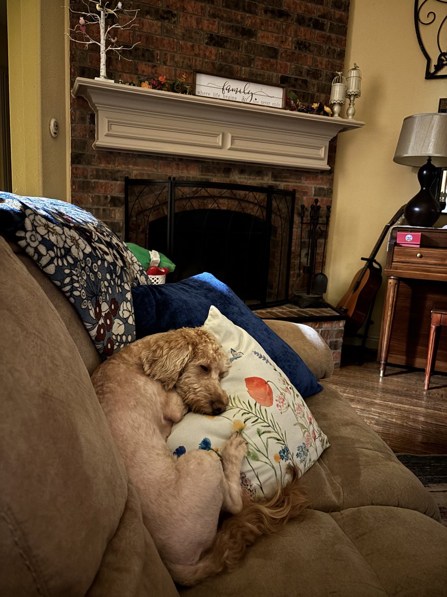 The new and (improved?) Jake with his summer haircut! He’ll make himself comfortable no matter the case! Have a great Wednesday!