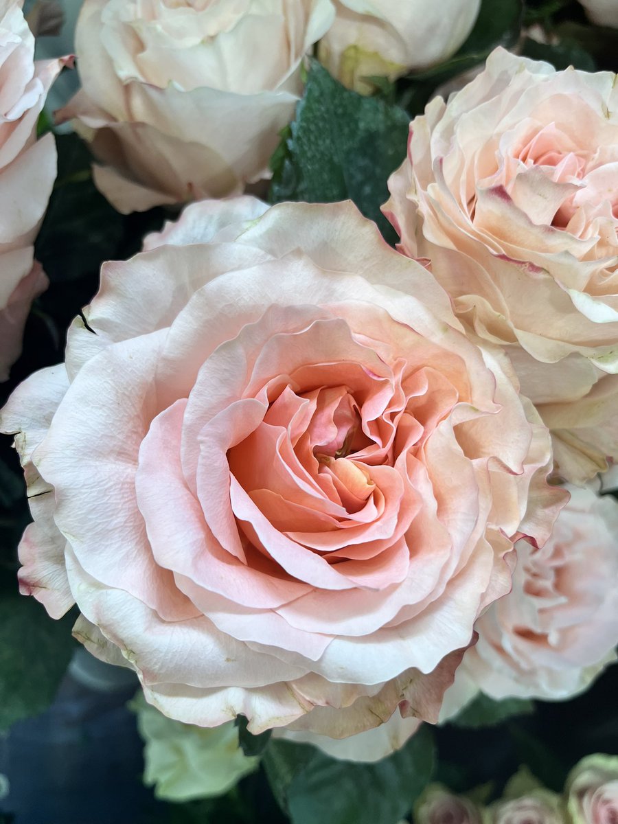 eemanuela0r2's tweet image. Sfumature…
