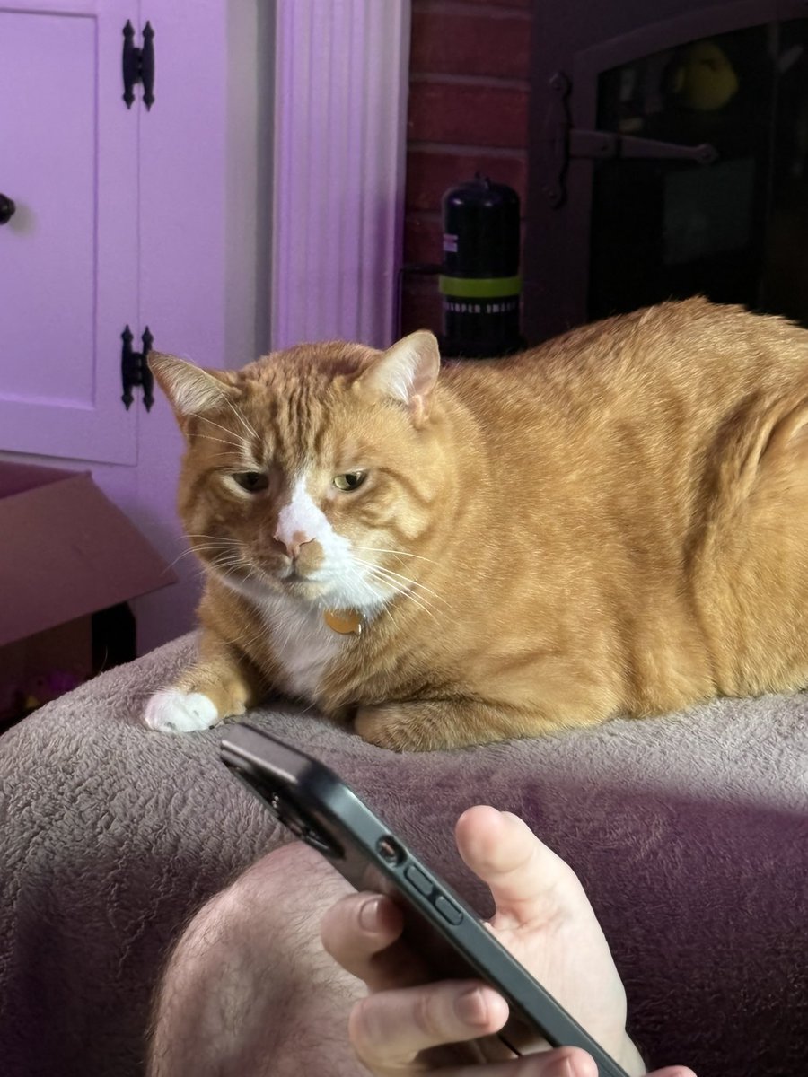 cubedacat's tweet image. Pist