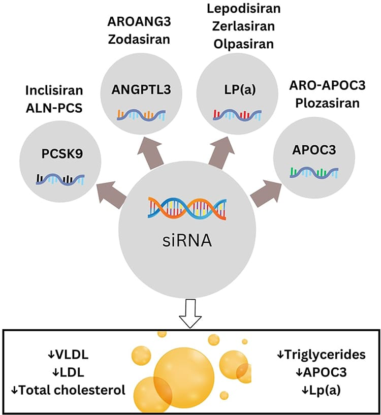 Potential New Dyslipidemia Treatments

1️⃣ Inclisiran reduced LDL by 44.1% and apolipoproteins by 37.5% in hypercholesterolemia.

2️⃣ Lepodisiran and Olpasiran reduced apolipoproteins by 75.7% and LDL by 16.3% in hyperlipoproteinemia(a).

3️⃣ ARO-APOC3 and Plozasiran lowered VLDL