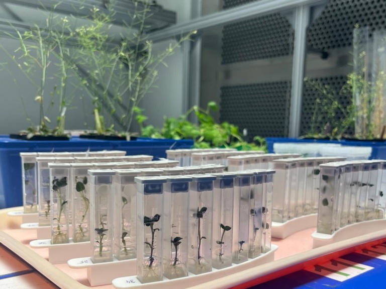 Czech Advanced Technology and Research Institute (@catrinup) on Twitter photo 🌱AMULET enables efficient and accurate measurement of morphological and physiological characteristics of plants. Plant research experts and computer scientists from CATRIN at <a href="/UPOlomouc/">Univerzita Palackého</a>, <a href="/vsbtuo/">VŠB – Technická univerzita Ostrava</a> and <a href="/imperialcollege/">Imperial College London</a> collaborated in its development. 🔎sciencedirect.com/science/articl… 🌱AMULET enables efficient and accurate measurement of morphological and physiological characteristics of plants. Plant research experts and computer scientists from CATRIN at <a href="/UPOlomouc/">Univerzita Palackého</a>, <a href="/vsbtuo/">VŠB – Technická univerzita Ostrava</a> and <a href="/imperialcollege/">Imperial College London</a> collaborated in its development. 🔎sciencedirect.com/science/articl…