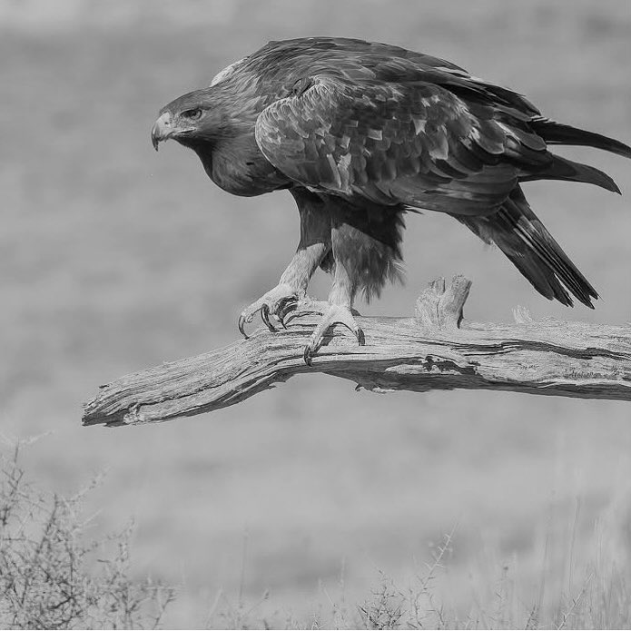 الهزيمة درسٌ متنكر، والنصر وعدٌ يُصاغ من صبر الخسارة.