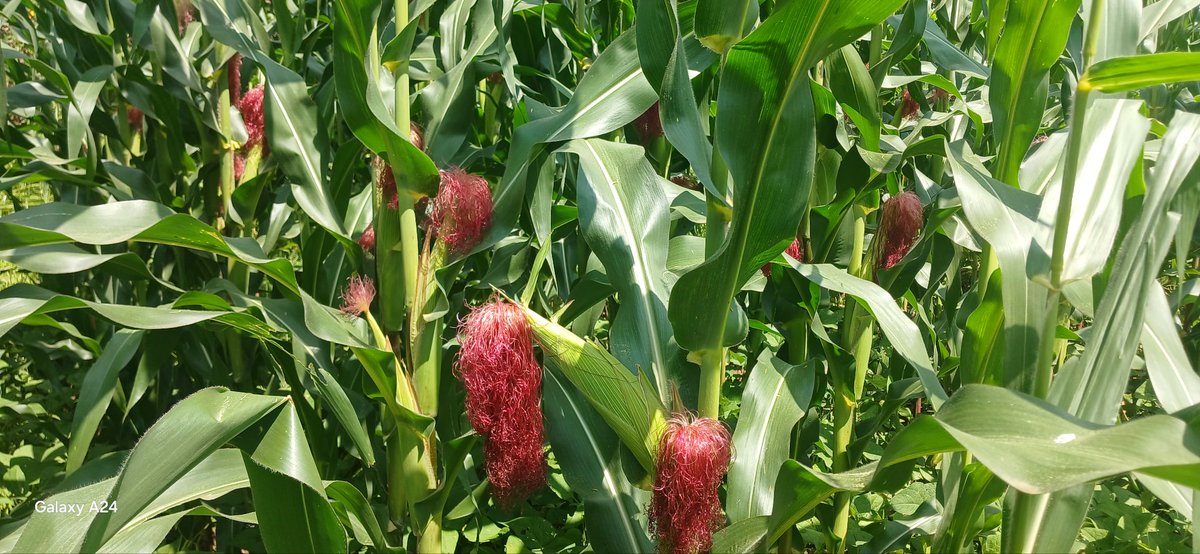 PATRICK MAKOKHA (@patrick61594997) on Twitter photo The shining of this farm, is because of Yara MiCROP fertiliser that was used here.
<a href="/Billngeno/">William Ngeno</a> <a href="/diangaronald/">Ronald</a> <a href="/rodgers_kirwa/">Mr. Agriculture 👩🌾</a> <a href="/YaraKenya/">YaraKenya</a> #MboleaNiYara The shining of this farm, is because of Yara MiCROP fertiliser that was used here.
<a href="/Billngeno/">William Ngeno</a> <a href="/diangaronald/">Ronald</a> <a href="/rodgers_kirwa/">Mr. Agriculture 👩🌾</a> <a href="/YaraKenya/">YaraKenya</a> #MboleaNiYara