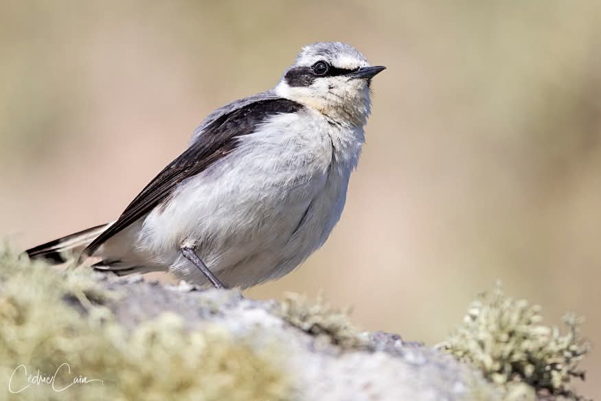 cain_cedric's tweet image. En haut de son rocher ce Traquet motteux Mâle (Oenanthe oenanthe) veille !
#ouessant #iledouessant #iroise #cedriccain #lumieresdouessant #bird #traquetmotteux #oenantheoenanthe