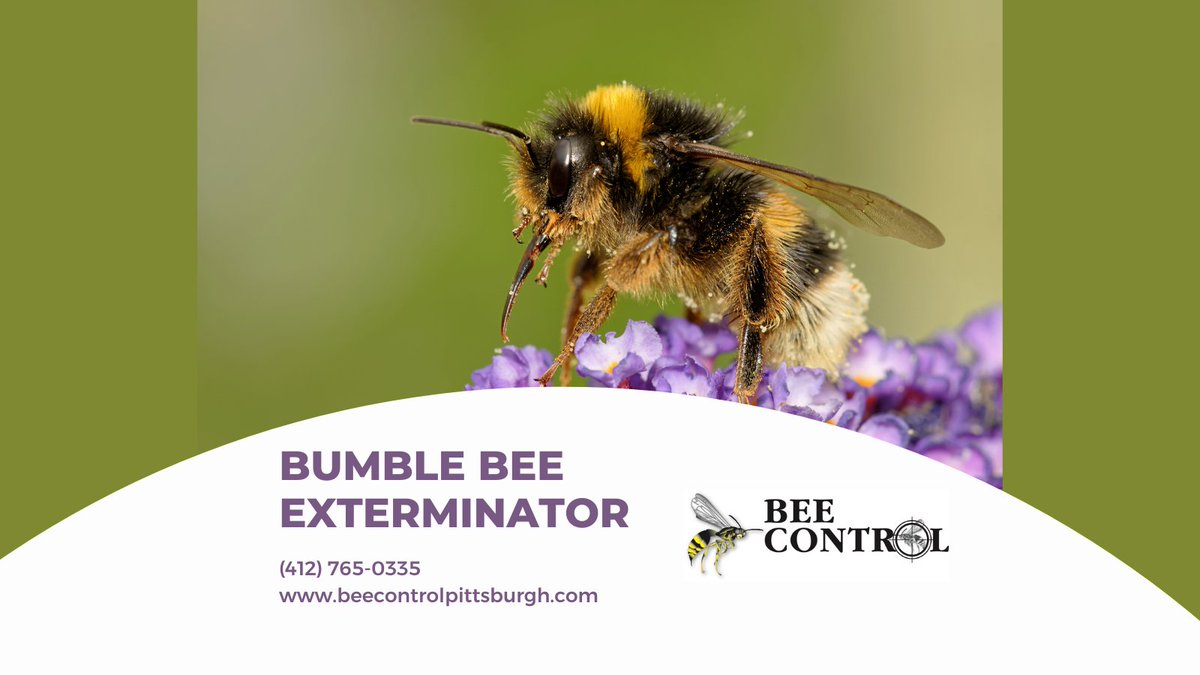 🐝 Dealing with bumble bees at your home or business in Pittsburgh? We’ve got you covered! 🏡 Call (412) 765-0335 for a FREE inspection &amp; quote. Learn more: beecontrolpittsburgh.com/bumble-bee 🐝 #BeeControl #PittsburghExterminators #PestControl