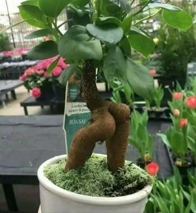 تهامي قُح tweet media