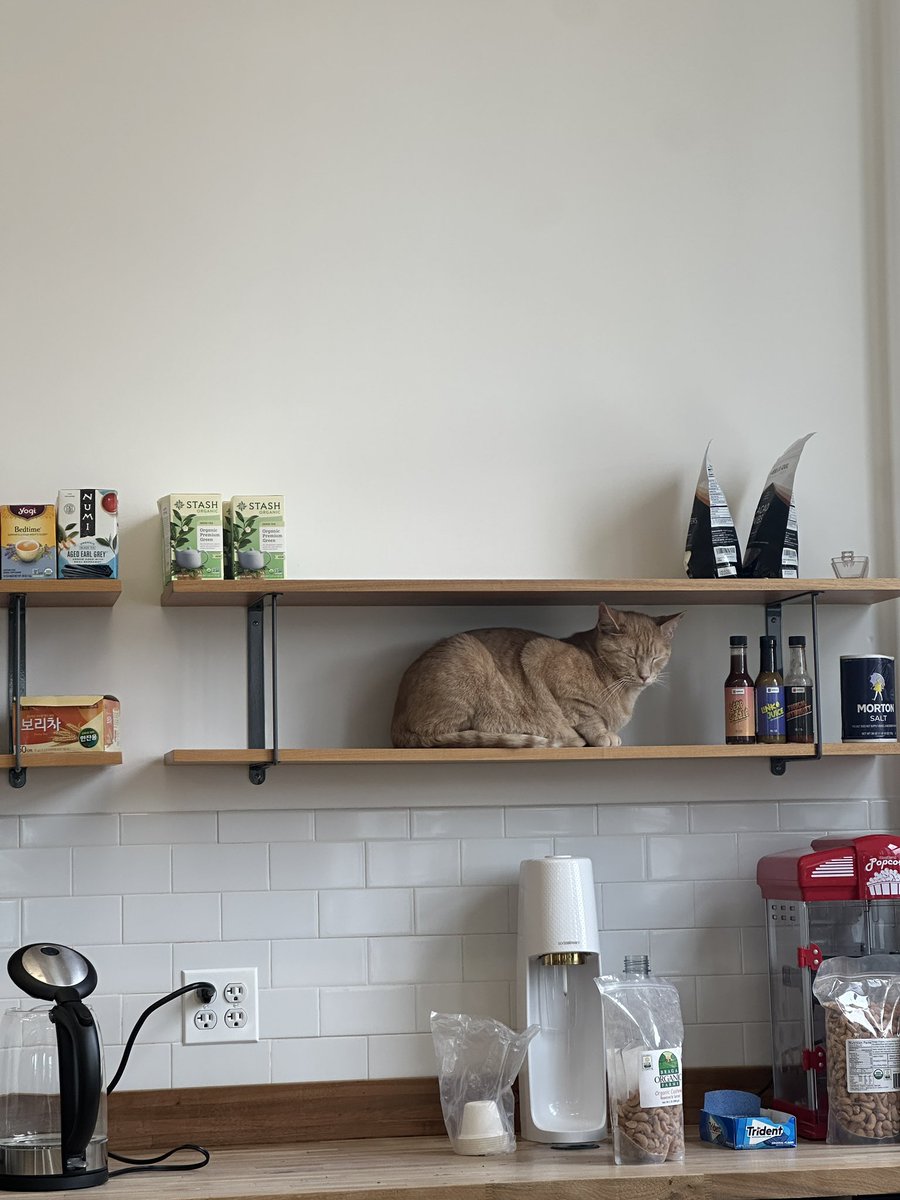 welcoming the newest members of our team!

btw we’re hiring for a deployment strategist and engineers for our sunny NYC office <a href="/credal_ai/">Credal.ai</a> if you want a chance to meet our furry friends 🐱