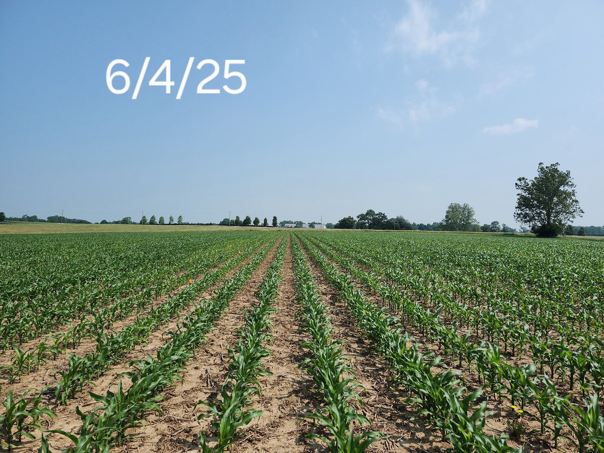 Chad Lee 🧢 (@kentuckycrops) on Twitter photo Oh the difference a day makes! Heat & sunshine turned “yellow” corn into “green corn in 24 hrs. 📸 editing: <a href="/emily_marshy22/">Emily Marsh</a> Oh the difference a day makes! Heat & sunshine turned “yellow” corn into “green corn in 24 hrs. 📸 editing: <a href="/emily_marshy22/">Emily Marsh</a>
