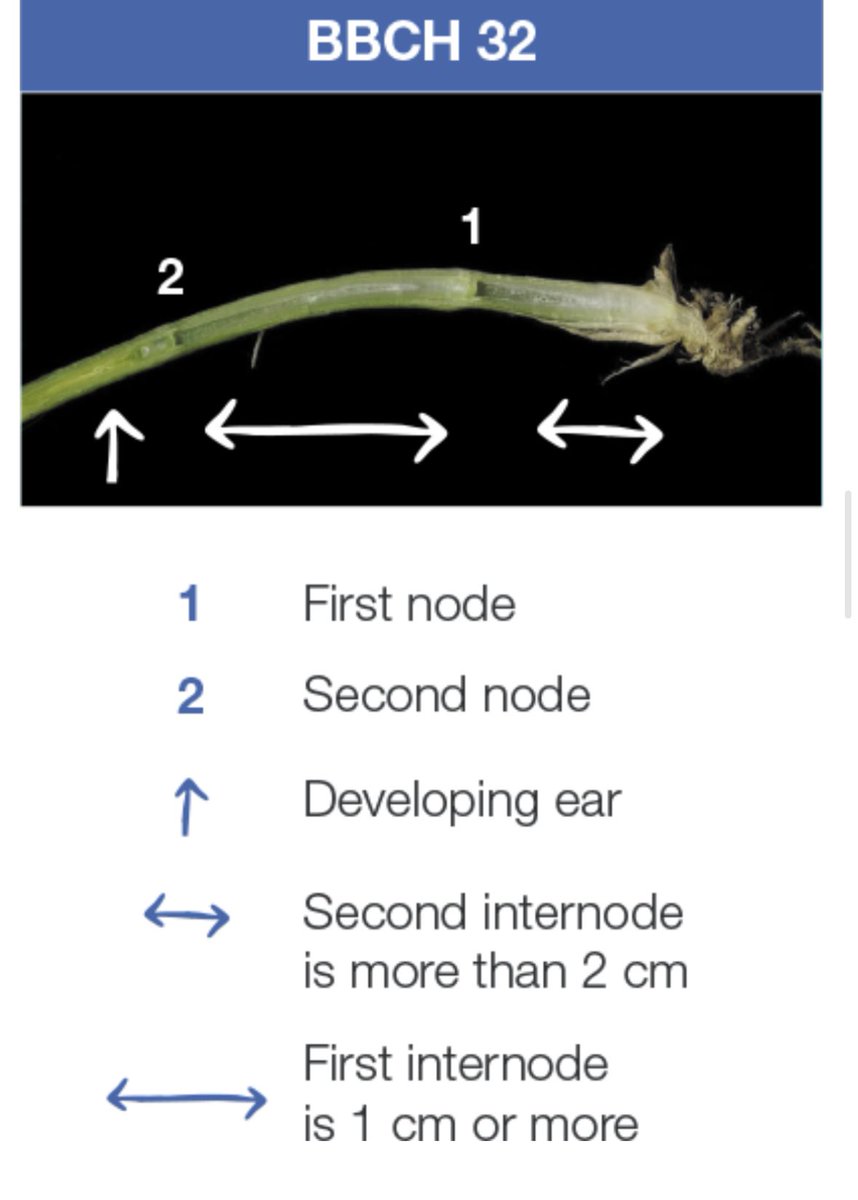 Stem elongation <a href="/belchimcanada/">Belchim Canada</a> manipulator info

Timing - Zadoks GS 30-35. Aiming for GS 30-32 if possible

Rate - 0.7 litres per acre

Minimum 10 gallons of water

GS 30- 1 node right at the base of the plant 

GS 31- node is 1 inch up from the base

GS 32- 2 nodes on main stem
