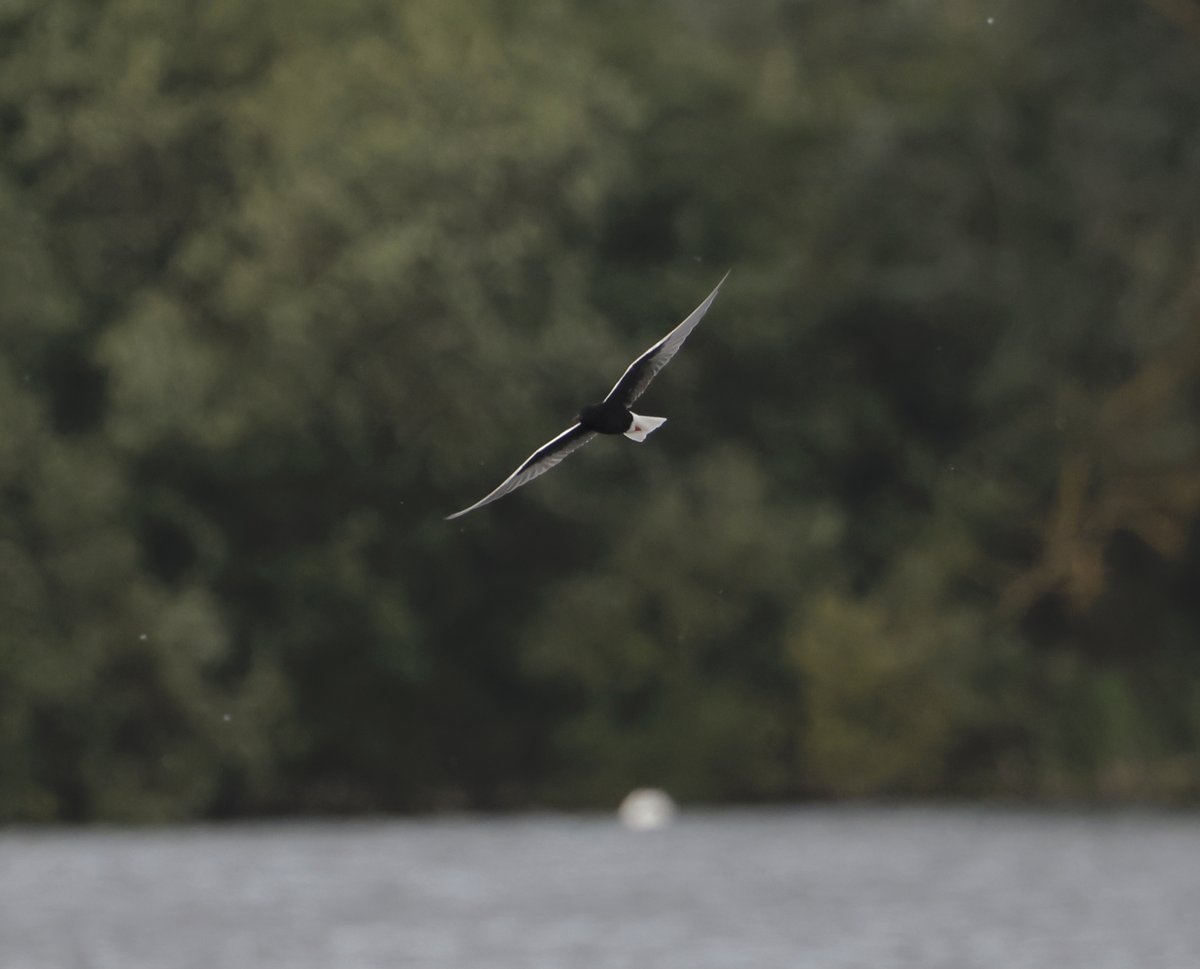 Harry Hedgehog (@harryhedgehog7) on Twitter photo <a href="/rspb/">rspb</a> fen drayton. Good views of the white winged black tern, although quite distant and very mobile. Great to catch up with others enjoying this beautiful bird too. <a href="/CambsBirdClub/">Cambs Bird Club</a> <a href="/rachel_lennard/">Rachel Lennard</a> <a href="/rspb/">rspb</a> fen drayton. Good views of the white winged black tern, although quite distant and very mobile. Great to catch up with others enjoying this beautiful bird too. <a href="/CambsBirdClub/">Cambs Bird Club</a> <a href="/rachel_lennard/">Rachel Lennard</a>
