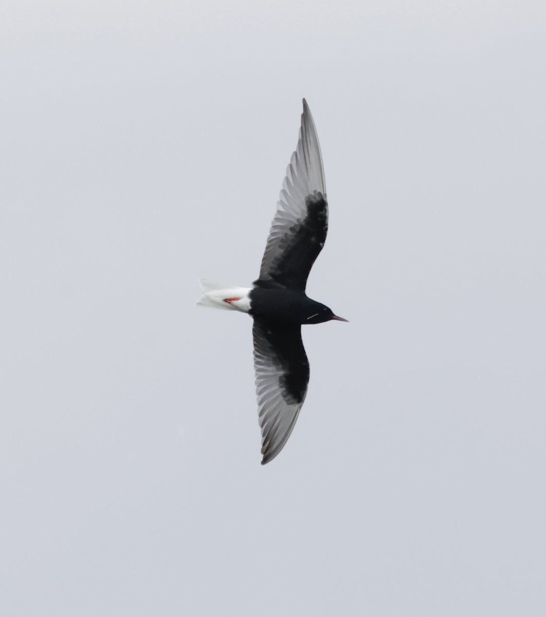 Harry Hedgehog tweet media