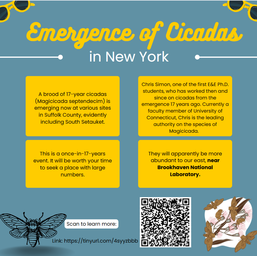 🌳🔊 The 17-year cicadas are here! Witness the rare emergence of *Magicicada septendecim* across Suffolk County, including South Setauket. Don’t miss this once-in-a-generation natural event, especially near Brookhaven National Lab! 🐞✨ #CicadaEmergence #NYNature #17YearCicadas