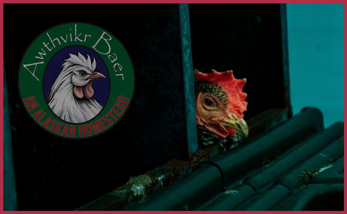 What's she thinking? Alaska Ninja Chickens with attitude!