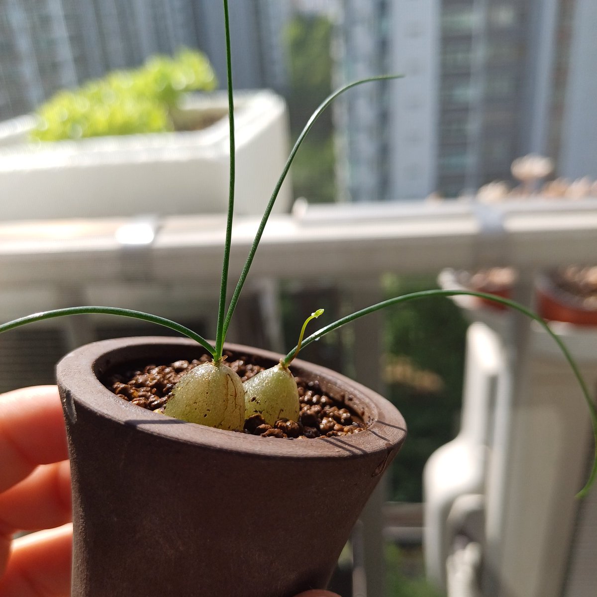 대왕 청포도가 되었어요 두둥~ 그리고 아마도 꽃대인 것 같은게 올라옵니다!