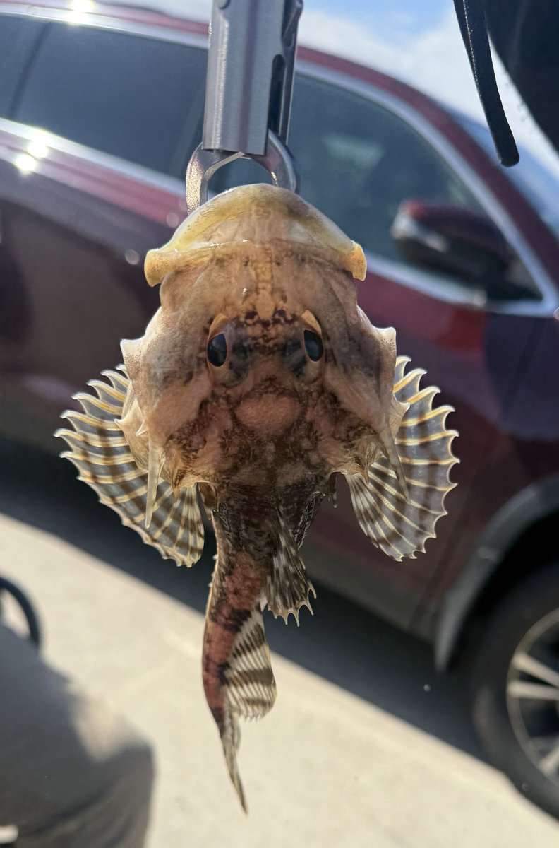 Moonlight (@starsmoonlight6) on Twitter photo i caught a sculpin the other day - had so much fun fishing with friends - i caught the first and only fish hahahaha 🤣 i caught a sculpin the other day - had so much fun fishing with friends - i caught the first and only fish hahahaha 🤣