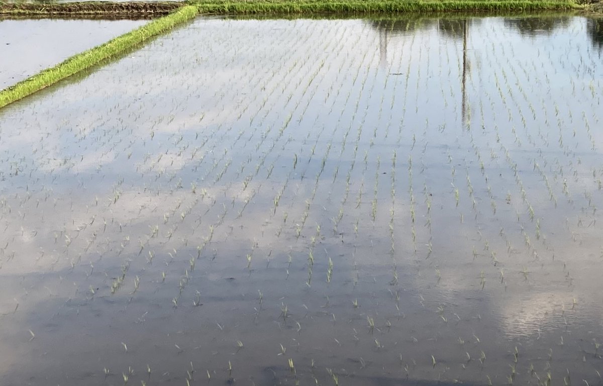 NLVqzCsYUS76562's tweet image. #田んぼ #初夏 
#ricefield #earlysummer