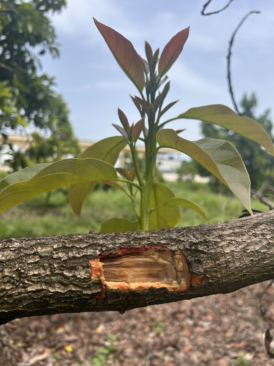 Identifying #laurelwilt symptoms in 🧪💉fungicide-injected #avocado #aguacate 🥑trees can be challenging. 

While the currently available fungicide injections delay the onset of symptoms, these do not stop the pathogen from infecting the vascular system and spreading throughout
