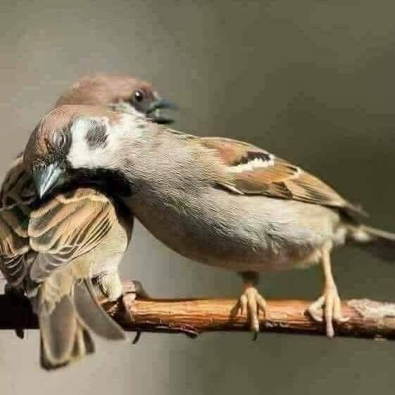 "وحين يأتيك أحدهم لاجئاً إليك، فأحسن إحتوائه
وأكرم قلبه ، فما أتاك إلا لأنه رأى فيك الأمان🌹