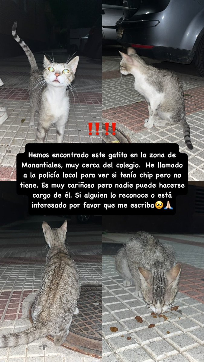 albiuchi__'s tweet photo. Gato encontrado en Guadalajara, España. Super cariñoso, nos seguía todo el rato. No tiene chip y no podemos hacernos cargo de él. Difundid si podéis 🙏🏻 https://t.co/r9dJ00VRGX