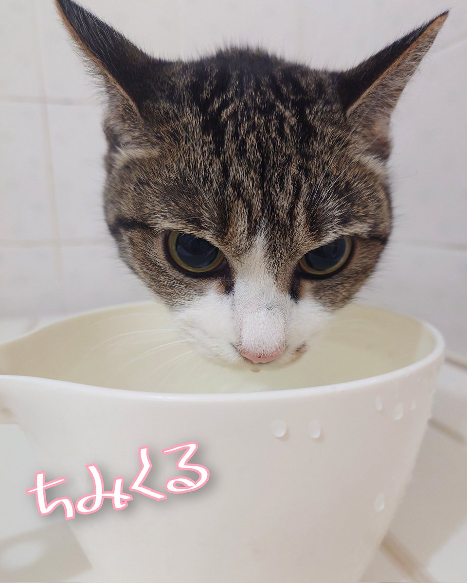 【お水美味しい🥤】
すみれがヤル気になって
ｱｯｱｯｱｯ と言いながらお風呂についてきて
手おけでお水を飲んでます🛁🐈‍⬛

お水飲ませたくて
色々工夫しておりますが🥄

この手おけもそうですが
飲むのが無理めなツボ状のグラスとか
ベランダの雨水とか
変な状態だと飲みたがりますよね🌝
#mnc_cats