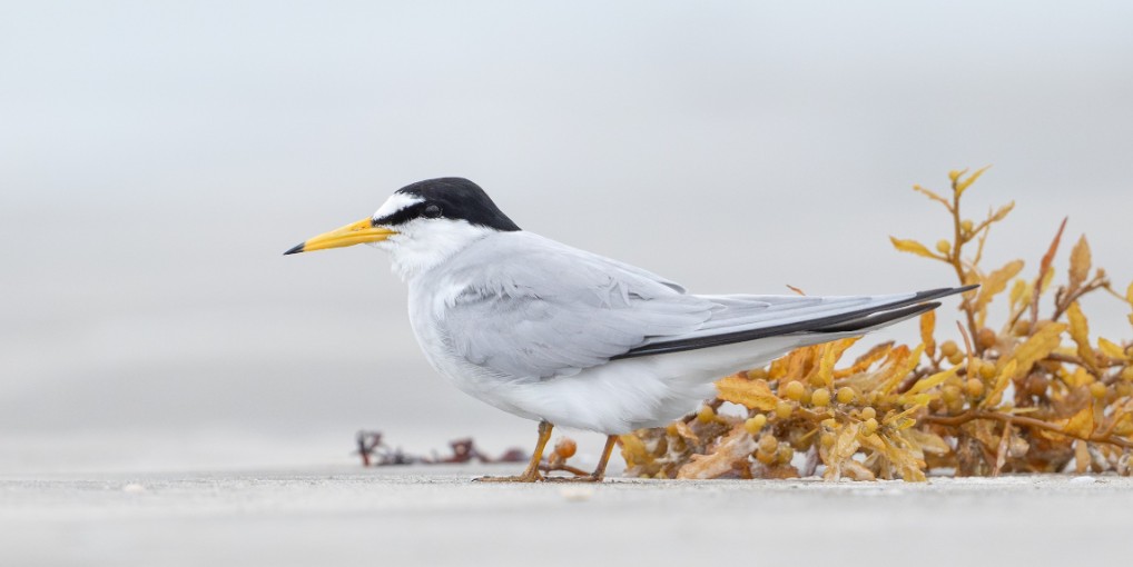 GlobalBirdingS's tweet photo. This Saturday! Houston Audubon is hosting a FREE guided walk at the Bolivar Flats.
https://t.co/L46KJTbwtR
#birds #BirdsSeenIn2025 #birdsworld #BIRDSTORY #Birdsofafeather #birdsphotography #Chinnaswamy #WilliamEst #Stampede #zeudiners #BINI #Airdrop #NationsLeague #IPL2025 https://t.co/YuGRQrSMoz