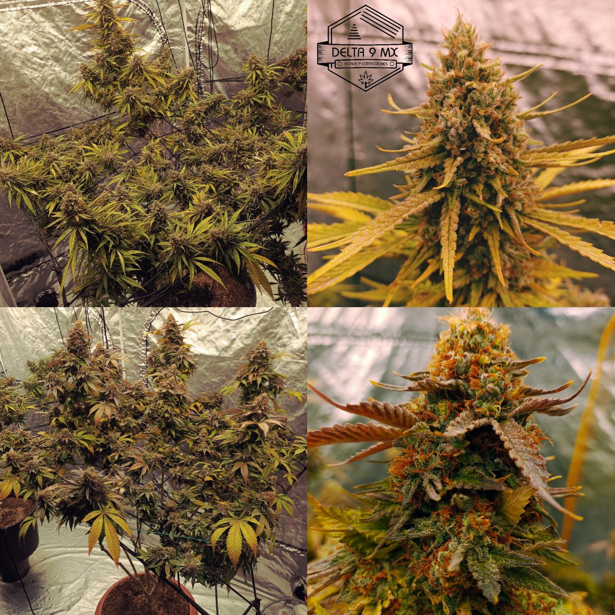Delta9MX's tweet image. Banda mañana cortamos estás bellezas.
LAVA SKUNK CAKE
CRITICAL MANGO
💎🌋🦨🍰🥭💚
