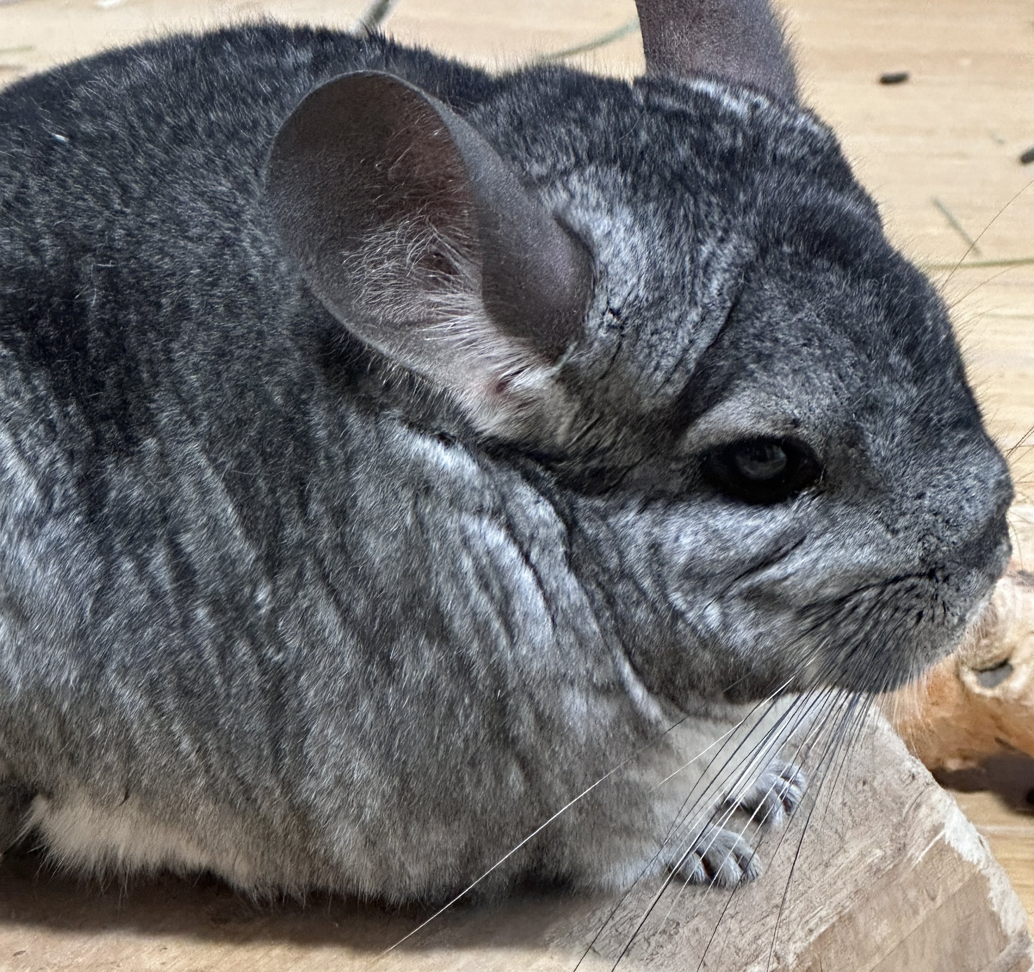 ショップカード新しくなりました♡ ギンガムチェックがすき♡