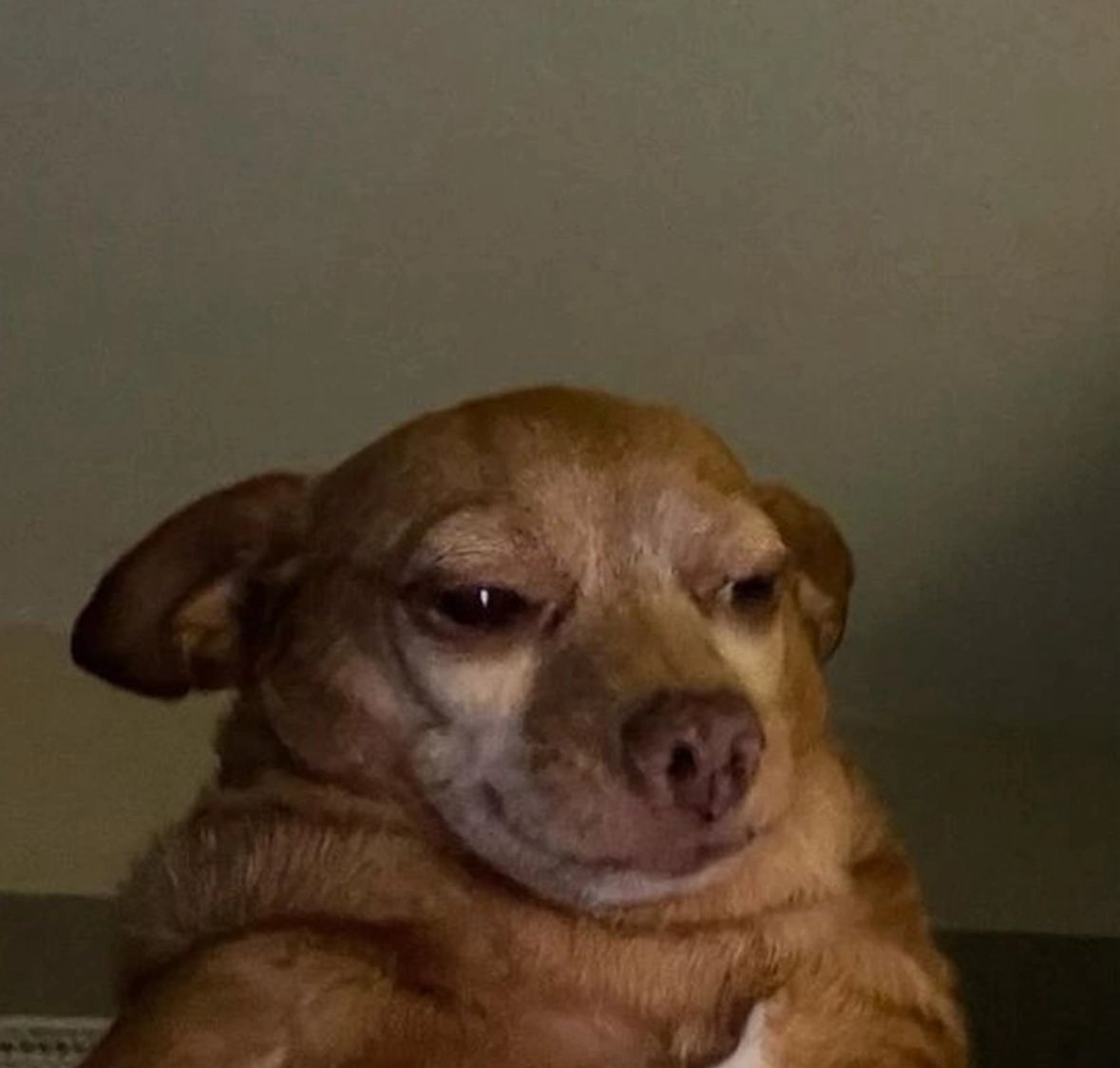 Meanwhile, Doge and WIF are sitting comfortably at a billion-dollar market cap, dominating the memecoin space. But while everyone’s watching them, there’s another dog quietly climbing the ranks—and it’s severely undervalued. The potential here is unreal, yet it's flying under the