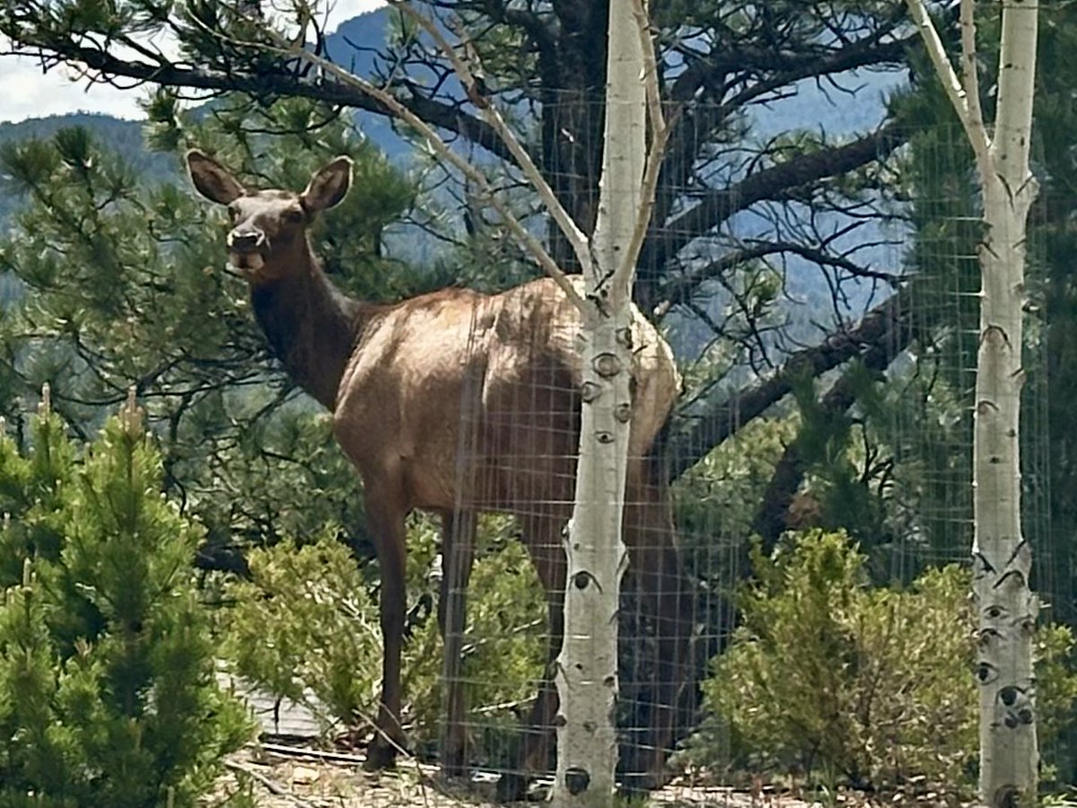 SundanceSatter's tweet image. It’s great seeing herds of elk in beautiful Estes Park, Colorado where we’re holding our @sundanceorg Directors Lab. Redford always cared deeply about the intersection of art and nature!