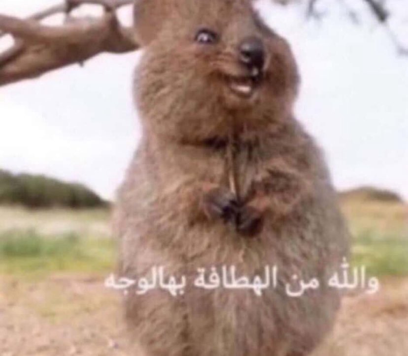 hilaly_1_'s tweet photo. اذا تسحرت بيتزا لعيون انزاغي وذبحك الجوع https://t.co/sezS5P00Rm