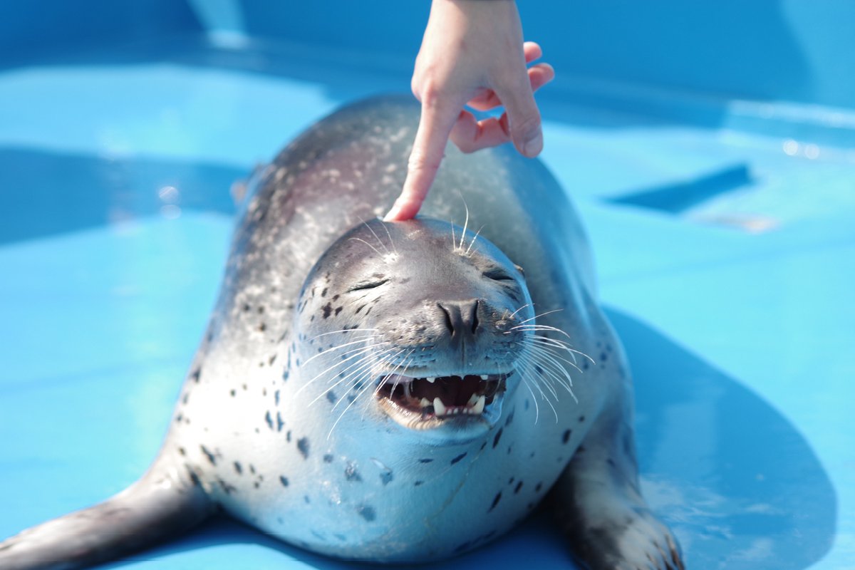 福音ちゃんのべぅ顔🦭
 #伊勢シーパラダイス  #福音  #あざらし