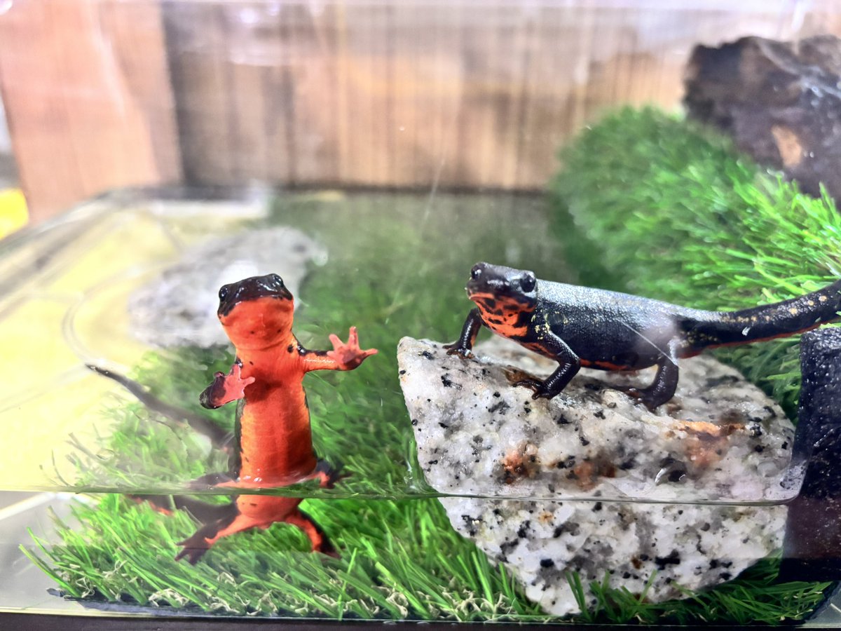 LiN690807's tweet photo. ヤモリ'sとイモリ's
やっぱりチビヤモちゃんは毎年可愛い🦎❣️
イモリ'sはカメラ向けるとすぐ寄ってきてこのポーズwww
みんな愛くるしい🫶🏻 https://t.co/j0AszveqCq