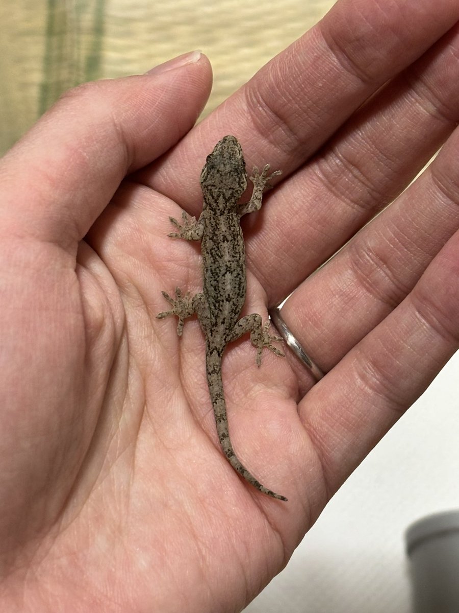 LiN690807's tweet photo. ヤモリ'sとイモリ's
やっぱりチビヤモちゃんは毎年可愛い🦎❣️
イモリ'sはカメラ向けるとすぐ寄ってきてこのポーズwww
みんな愛くるしい🫶🏻 https://t.co/j0AszveqCq