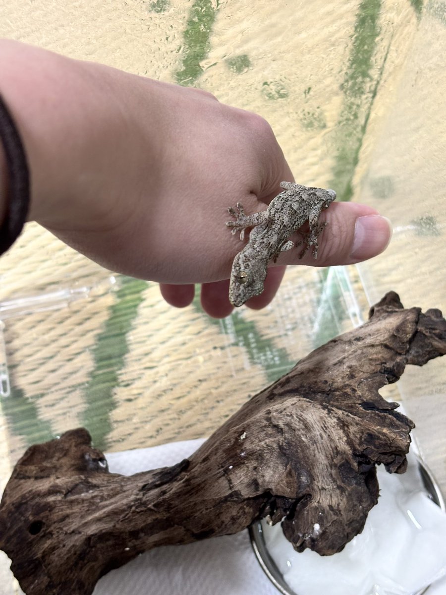 LiN690807's tweet photo. ヤモリ'sとイモリ's
やっぱりチビヤモちゃんは毎年可愛い🦎❣️
イモリ'sはカメラ向けるとすぐ寄ってきてこのポーズwww
みんな愛くるしい🫶🏻 https://t.co/j0AszveqCq