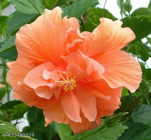 Good morning 🧡🧡🧡🧡🧡🧡🧡
ശുഭദിനം 🍁🍁🍁🍁🍁🍁🍁🍁🍁
