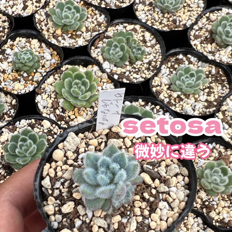 多肉屋365店長ZONO (@tanikuya365) / Posts / X