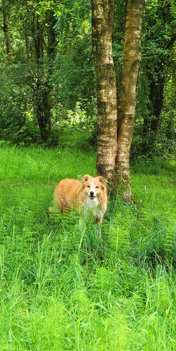 jacquihill18's tweet photo. Charlie boy having fun ❤️🐕 @BCTGB #welshsheepdog #collie https://t.co/1GRNdP1LCj