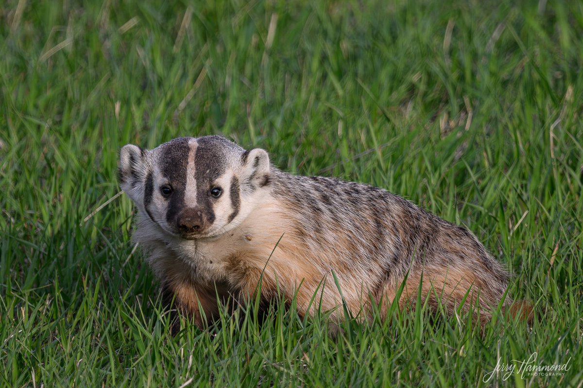 My first Badger.  He was digging around in a field near the Prairie Dogs.  I think he might have been looking for dinner.
