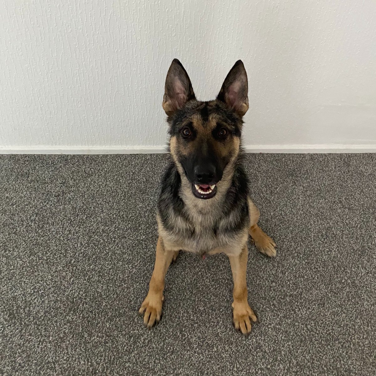 reecemcdonald93's tweet photo. Decided to call me dog Bruno after @brunoog97 🐶⚫️⚪️⚫️⚪️ https://t.co/zqO5NcNqDj