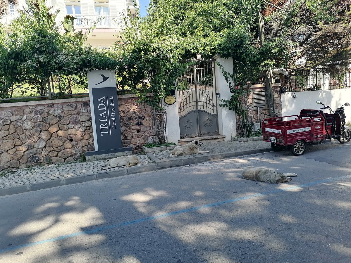 Gamzecimm (@gamzeliii90) on Twitter photo Anlaşılan yasa Büyükada'ya henüz uğramamış hâlâ sokaklar başıboş köpek dolu.
Halk bir an önce çıkan yasanın uygulanmasını talep ediyor!
<a href="/adalarbld/">Adalar Belediyesi</a> <a href="/ErcanAkpolat1/">Ali Ercan Akpolat</a> Anlaşılan yasa Büyükada'ya henüz uğramamış hâlâ sokaklar başıboş köpek dolu.
Halk bir an önce çıkan yasanın uygulanmasını talep ediyor!
<a href="/adalarbld/">Adalar Belediyesi</a> <a href="/ErcanAkpolat1/">Ali Ercan Akpolat</a>